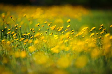Summer meadow plants under the sunlight