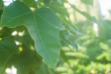 やわらかな陽射し