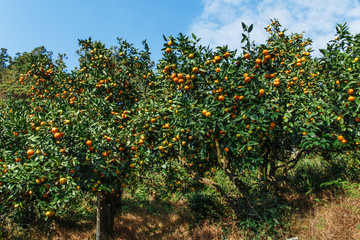 Fototapeta na wymiar trees with fruits mandarin outdoors yellow