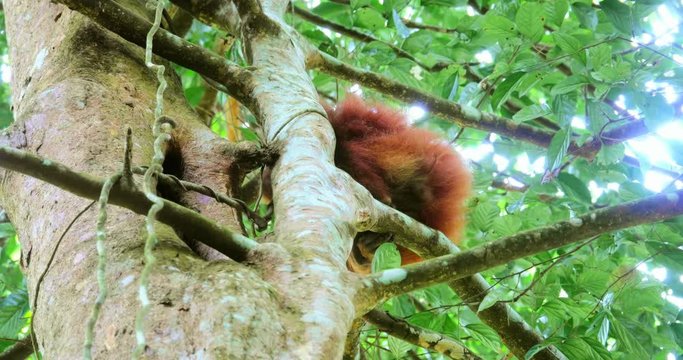 Wild young orangutan on tree branch in green rainforest canopy of Sumatra jungle
