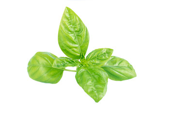 Fototapeta premium Basil leaves isolated on white background
