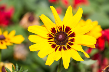 Obraz premium Macro of a yellow coneflower