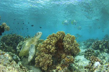 Fototapeta premium Green Sea Turtle and coral reef in ocean