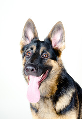 Portrait of a smiling German shepherd (on a white background)