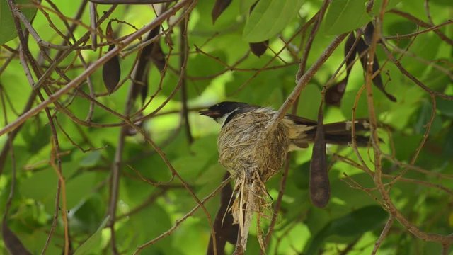 Pied Fantail, Rhipidura javanica, nature wild bird in nest waiting for its baby