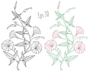 Branch of the beautiful and gentle field bindweed (Convolvulus arvensis) with flowers, leaves, tendrils and buds. Hand drawing, black and white and color, isolated on background.