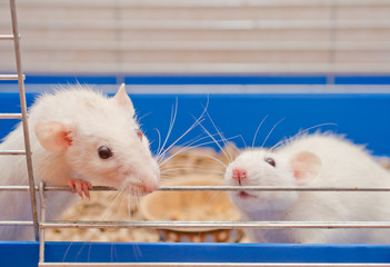 Obraz premium Two curious white rats looking out of a cage (selective focus on the rat on the right)
