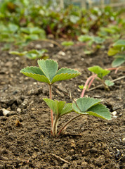 Young seedling of strawberry in the garden