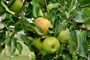 Outdoor shot of immature green apples on tree