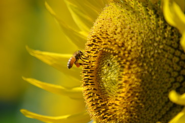 向日葵とミツバチ