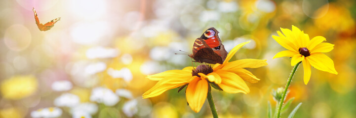 Sommer, Blumen, Schmetterlinge (Aglais io)