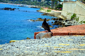 dark pigeon on a wall at azure blue sea