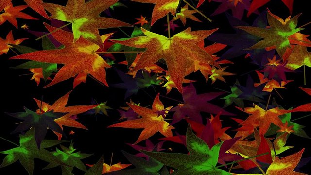 Fuente de Hojas oto&ntilde;ales de Liquidambar multicolores que brotan del centro ( canal alfa)