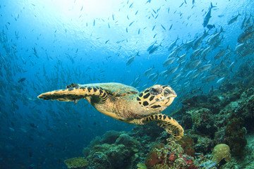 Fototapeta premium Sea Turtle on coral reef with fish school at Sipadan Island, Malaysia