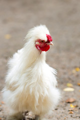 Free range chickens on farm.