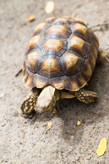 Turtle on the wild safari park.