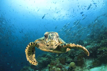 Photo sur Plexiglas Tortue Tortue de mer sur les récifs coralliens avec banc de poissons à l& 39 île de Sipadan, Malaisie