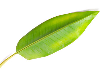 Banana leaf isolated on white background