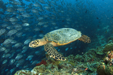 Fototapeta na wymiar Sea Turtle on coral reef with fish school at Sipadan Island, Malaysia