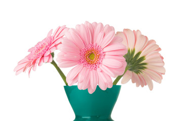 Gerbera.