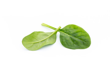 Spinach on the isolated white.