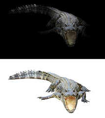crocodile on dark and white background