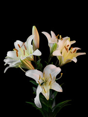 Naklejka na ściany i meble Bouquet of white lilium flowers on black background close-up view