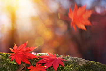 Naklejka na ściany i meble Autumn maple leavies