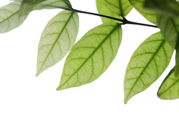 Fototapeta na wymiar fresh leaf isolated on white background