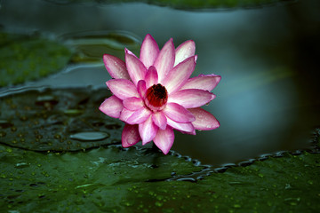 lotus flower or water lily flowers blooming in the pond.
