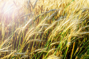 Fototapeta premium sunny wheat field