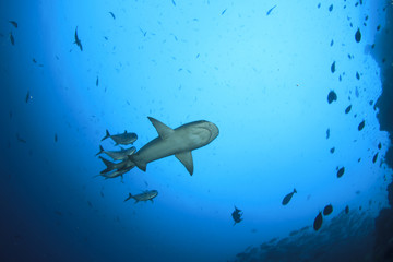 Fototapeta premium Whitetip Reef Shark and Jack fish