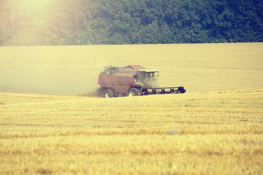 Harvester machine working to harvest wheat field . Combine harve