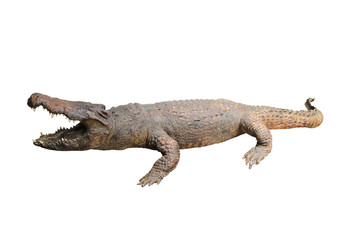 Stuffed crocodile