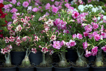Fototapeta na wymiar Blossoming red azalea in a flowerpot , flowers in pots , azalea colorful flowers pots, flowers shop.