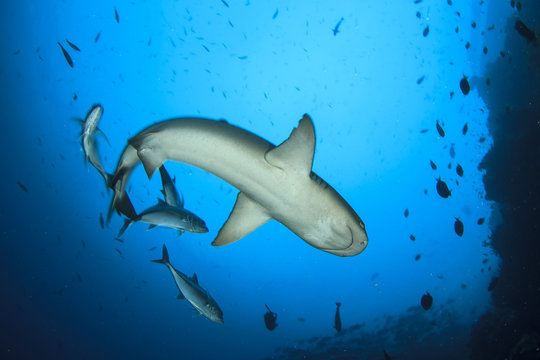 Whitetip Reef Shark and Jack fish