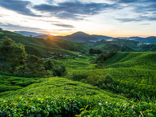 Tea Plantation during Sunrise at Cameron Highlands, Malaysia - obrazy, fototapety, plakaty