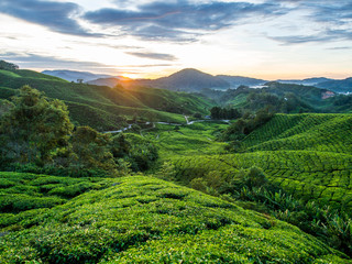 Fototapeta premium Plantacja herbaty podczas wschodu słońca w Cameron Highlands w Malezji