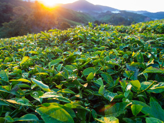 Tea Plantation during Sunrise at Cameron Highlands, Malaysia