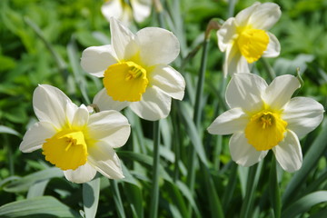 Narzissen