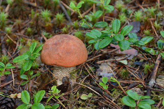 forest mushroom with orange, red hat, mushroom hunting