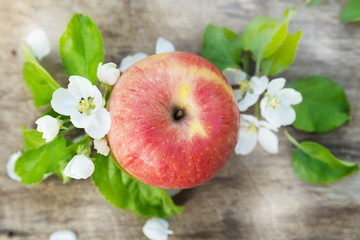 Fresh red and green apples with flowers in sunny garden