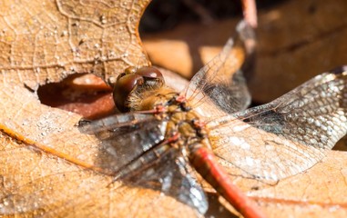 Gemeine Heidelibelle (Sympetrum vulgatum), geschlechtsreifes Männchen, sitzt auf Herbstblättern in der Sonne, Niedersachsen, Deutschland
