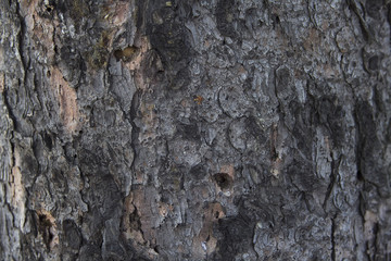 tree bark