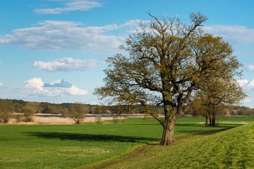 Obraz premium Sommereiche/ Deutsche Eiche/ Stieleiche/ Stiel-Eiche (Quercus robur, Syn.: Quercus pedunculata) am Deich an der Elbe nahe Dannenberg (Elbe), Biosphärenreservat Elbetal, Niedersachsen, Deutschland 