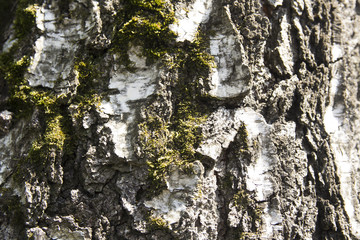 tree bark