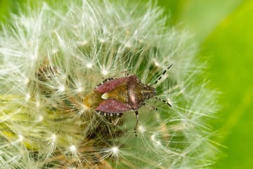 Beerenwanze (Dolycoris baccarum) auf Samenschirmchen einer Pusteblume, Löwenzahn (Taraxacum), Niedersachsen, Deutschland