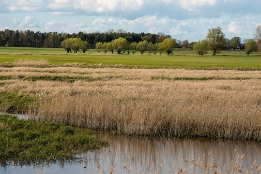 &Uuml;berschwemmte Fl&auml;che an der Elbe zwischen Marschwiesen, Schilffl&auml;chen, Kopfweiden und Wald, nahe Dannenberg (Elbe), Biosph&auml;renreservat Elbetal, Niedersachsen, Deutschland 