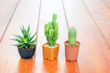 Cactus collection in small flower pots.