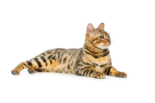 Beautiful bengal cat